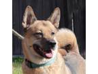 Adopt Milla a Tan/Yellow/Fawn Shepherd (Unknown Type) / Chow Chow / Mixed dog in