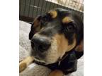 Adopt Roo a Black - with Tan, Yellow or Fawn Black and Tan Coonhound / Hound