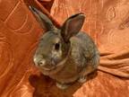 Adopt Piper a Bunny Rabbit