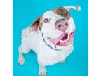 Adopt Cornchip a Labrador Retriever, Pointer