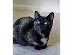 Adopt SNICKERS -shy a Domestic Short Hair