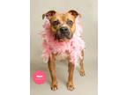 Adopt HAZEL Loves Other Dogs and Fetch a Pit Bull Terrier, Boxer