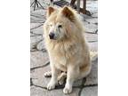 Adopt Meiko located in Hudson WI a Chow Chow