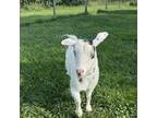 Adopt Missy a Goat