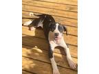 Adopt Daisy May a American Staffordshire Terrier, Bull Terrier