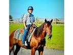 Bay Quarter Horse Gelding, 8 yrs