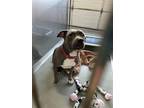 Adopt COOKIE a Staffordshire Bull Terrier