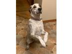 Adopt Gemma (Bonded w/Jameson) a Great Pyrenees, Mountain Cur