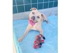 Adopt Athena a Pit Bull Terrier