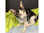 Adopt Babette (young female-affectionate) a Domestic Short Hair