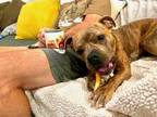 Adopt Lucy a American Staffordshire Terrier, Boxer
