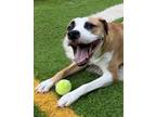 Adopt Nelly a Boxer, Hound