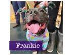 Adopt Frankie a Staffordshire Bull Terrier