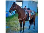 Bay Quarter Horse Gelding 15.1hh, 8 yrs., Beautiful- Beautiful Mover
