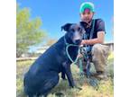 Adopt Louie JuM a Black Labrador Retriever / Mixed dog in St Louis