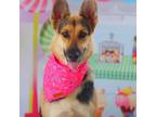 Adopt Hope JuM a Tan/Yellow/Fawn German Shepherd Dog / Mixed dog in St Louis