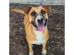 Adopt Precious JuM a Tan/Yellow/Fawn Boxer / Anatolian Shepherd / Mixed dog in