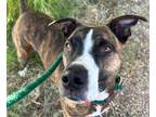 Adopt SNICKERS a Labrador Retriever, Pit Bull Terrier