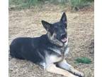 Adopt Milo a German Shepherd Dog