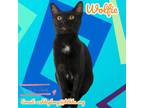 Adopt Wolfie a Domestic Short Hair