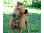 Adopt Leo a American Staffordshire Terrier, Dachshund