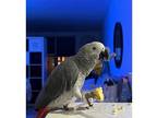 AJI African Grey Parrots Birds Available