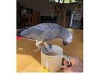 AWI African Grey Parrots Birds Available