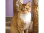 Adopt Wyatt- FeLV+ a Domestic Short Hair, Tabby