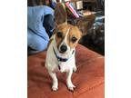 Adopt Radar a White - with Tan, Yellow or Fawn Toy Fox Terrier / Jack Russell