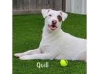 Adopt Quill a Jack Russell Terrier, Bull Terrier