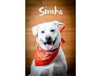 Adopt Simba a White Labrador Retriever / Mixed dog in North Myrtle Beach