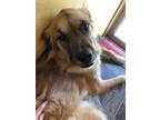 Adopt Jameson (Bonded w/Gemma) a Golden Retriever, German Shepherd Dog