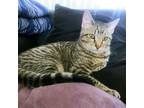 Adopt Spirit a Domestic Short Hair