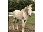 Adopt Beau a Appaloosa