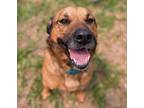 Adopt Leon a Mixed Breed (Medium) / Mixed dog in Angola, IN (37341909)