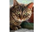 Adopt Fritter a Tabby, Domestic Short Hair