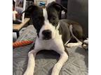 Adopt Leroy a Black - with White American Staffordshire Terrier dog in