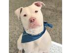 Adopt Tyga a White - with Tan, Yellow or Fawn Pit Bull Terrier / Mixed dog in