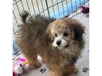 Poodle (Toy) Puppy for sale in Mount Vernon, IL, USA