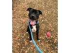 Adopt Rome a Black American Pit Bull Terrier / Mixed dog in Spartanburg