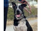 Adopt luka a German Wirehaired Pointer, Great Dane