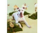 Adopt Rocky a White American Pit Bull Terrier / Mixed dog in Philadelphia