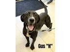 Adopt Gus H a Bloodhound, Mastiff