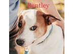 Adopt Bently a Mountain Cur, Mixed Breed