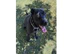 Adopt WINNIE a Black American Staffordshire Terrier / Mixed dog in Chatsworth