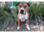 Adopt MONTE a Brown/Chocolate - with White Australian Cattle Dog / American Pit