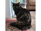 Adopt Bindi a All Black Domestic Longhair / Domestic Shorthair / Mixed cat in