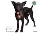 Adopt PASCAL a German Shepherd Dog, Labrador Retriever