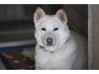 Adopt Snow a White Husky / Mixed dog in Colorado Springs, CO (37131002)