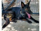 Adopt River a German Shepherd Dog